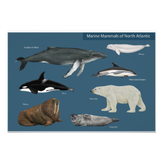 Foto Poster de Mamíferos Marinos / Vida silvestre