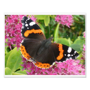 Foto Póster de mariposa naranja negra y blanca