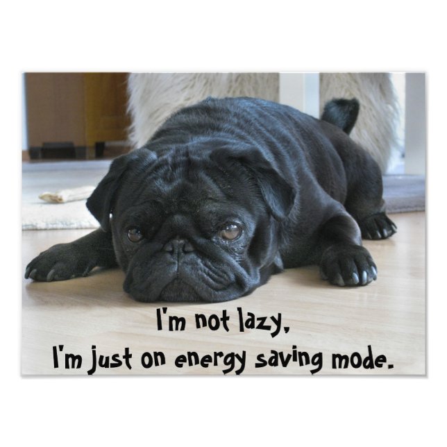 Foto Póster de pereza de cachorro Pug negro lindo (Frente)