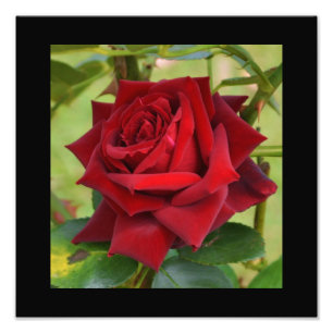 Foto Póster de Rosa Roja Hermosa