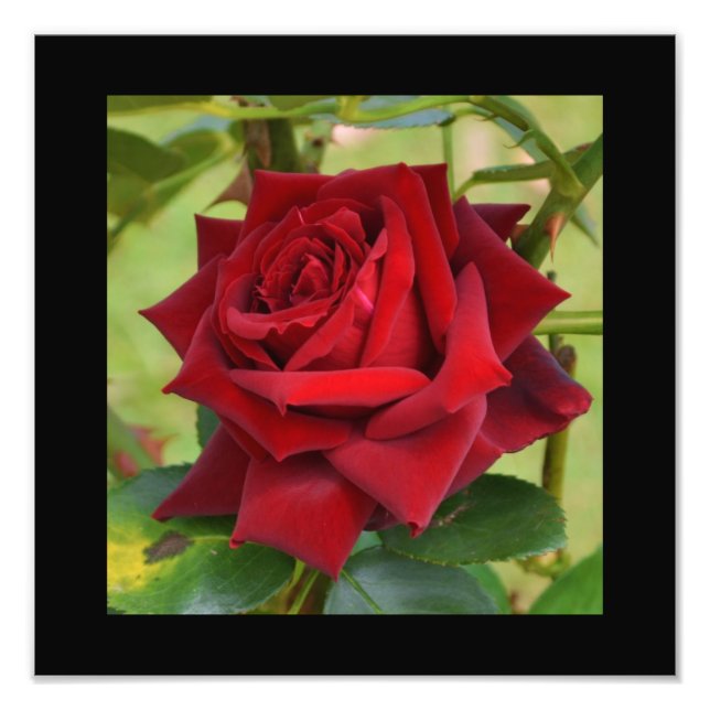 Foto Póster de Rosa Roja Hermosa (Frente)