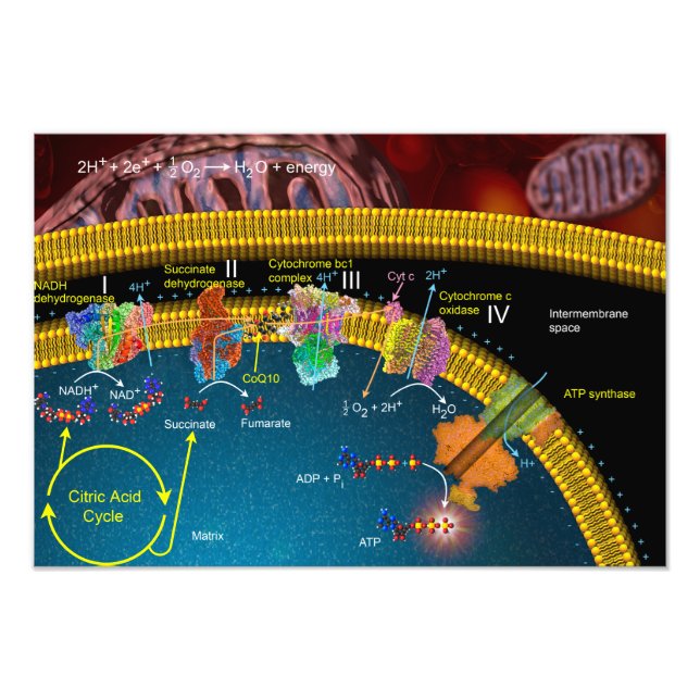 Foto Poster de transporte de electrones (Frente)