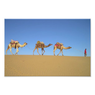 Foto Póster de tres camellos en el desierto