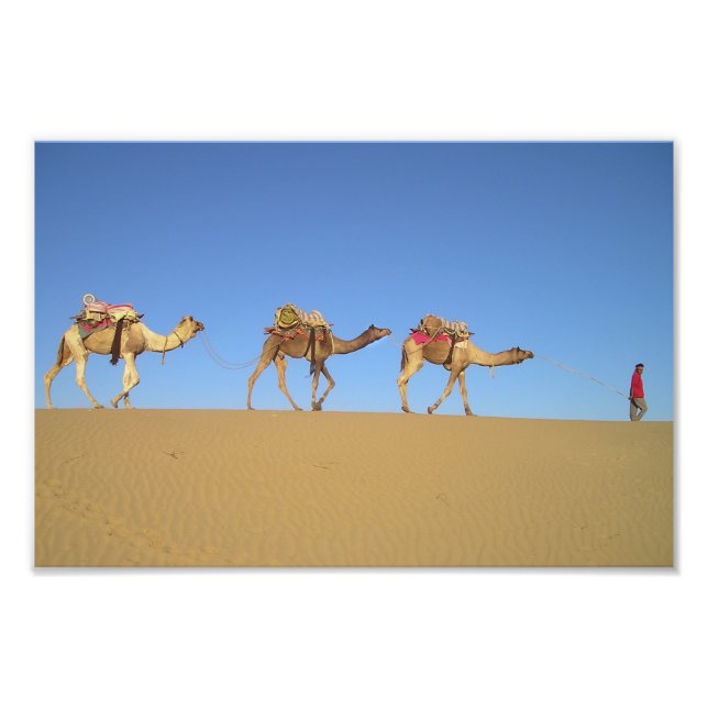 Foto Póster de tres camellos en el desierto (Frente)