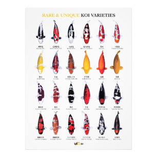 Foto Póster de Variedades Raras y Únicas de Koi