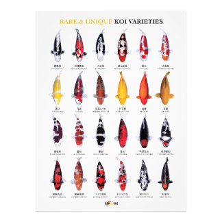 Foto Póster de Variedades Raras y Únicas de Koi