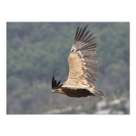 Foto Poster du autour fauve