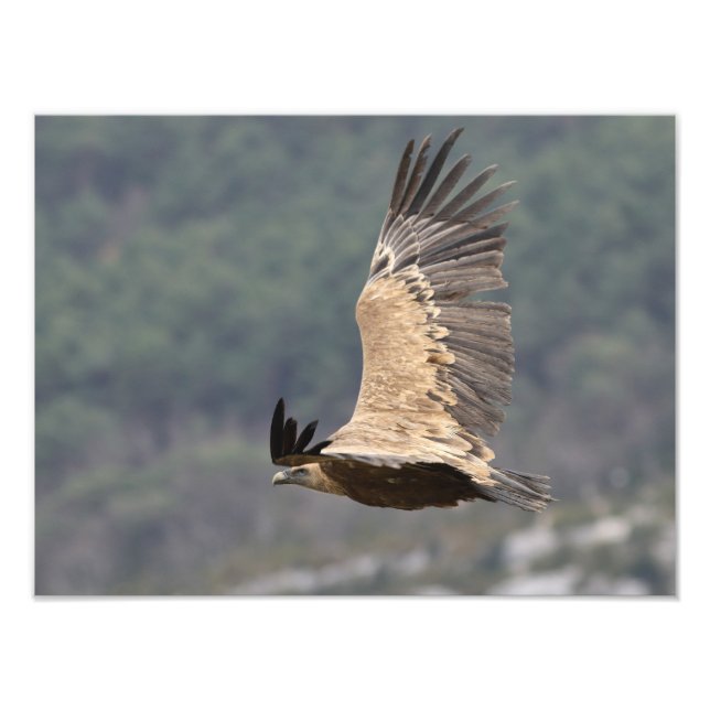 Foto Poster du autour fauve (Frente)