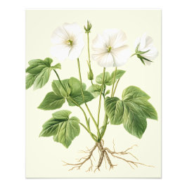 Foto Póster Floral Vintage Botánico de Malvavisco