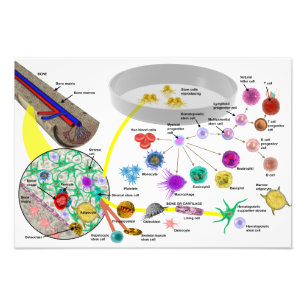 Foto Poster hematopoyético de las células madres
