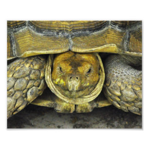 Foto Poster lindo de la tortuga hola
