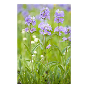 Foto Prado de flores silvestres de penstemon en el