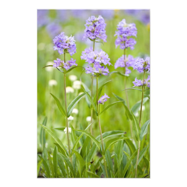 Foto Prado de flores silvestres de penstemon en el (Frente)