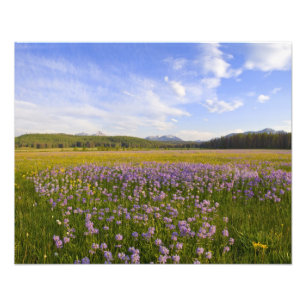 Foto Prado de flores silvestres de penstemon en el 2