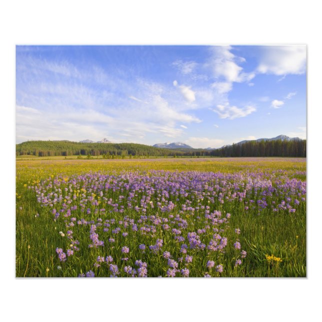 Foto Prado de flores silvestres de penstemon en el 2 (Frente)