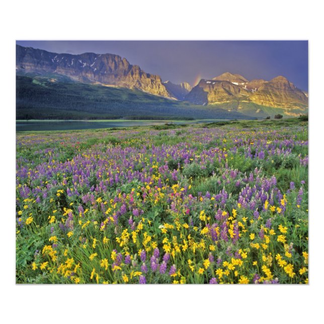 Foto Prado de flores silvestres en Many glacier (Frente)