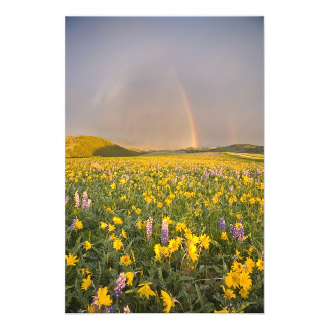 Foto Prado de flores silvestres espectacular al amanece (Frente)