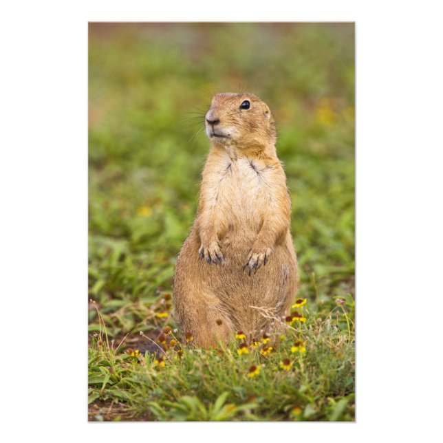 Foto Prairie Dog Cynomys (Frente)