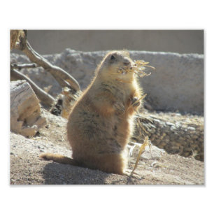 Foto Prairie Dog Photo Print