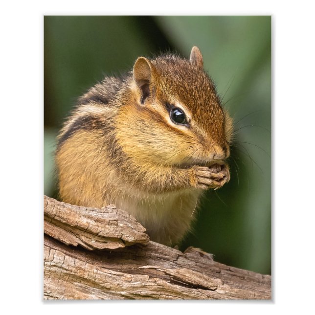 Foto Prayerful Chipmunk (Frente)