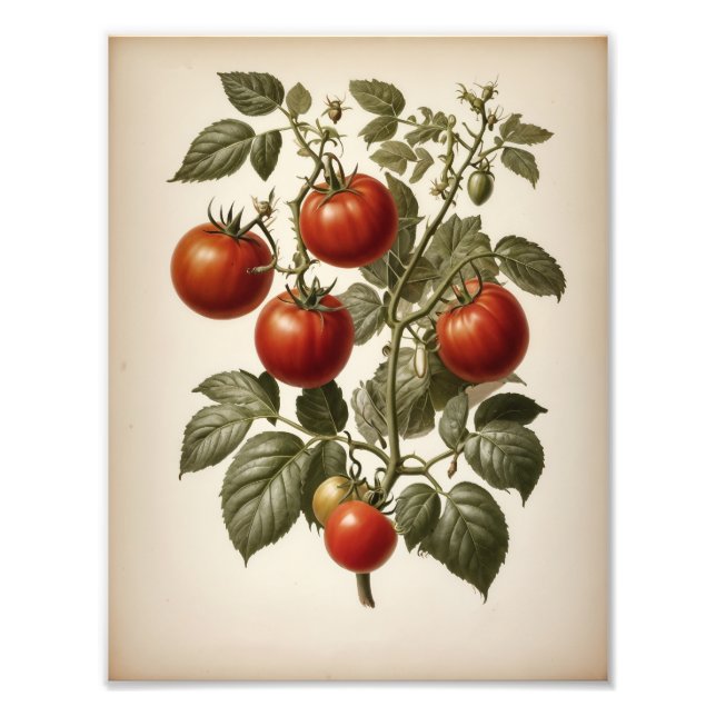 Foto Premium Satin Photo Paper Photo Enlargement (Frente)