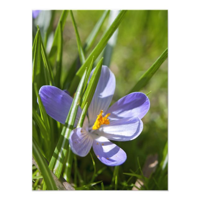 Foto Primavera (Frente)