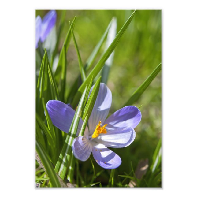 Foto Primavera (Frente)