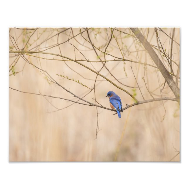 Foto Primavera de Bluebird (Frente)