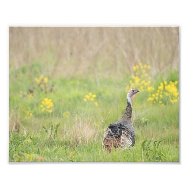 Foto Primavera de Turquía - 2 (Frente)