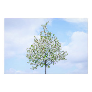 Foto Primavera - Feliz Pascua