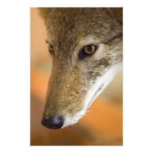 Foto Primer del coyote