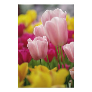 Foto Primer plano de flor de tulipán, Jardines de Kueke