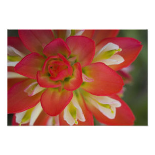 Foto Primer plano de Indian Paint Brush cerca de Gay Hi