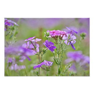 Foto Primer plano de Phlox de Drummond, Phlox drummondi