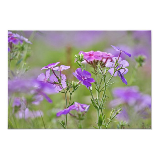 Foto Primer plano de Phlox de Drummond, Phlox drummondi (Frente)