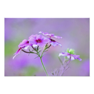 Foto Primer plano de Phlox de Drummond, Phlox drummondi