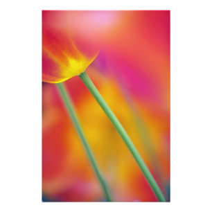 Foto Primer plano del envés de la flor de tulipán,