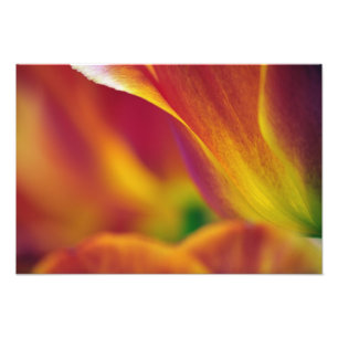 Foto Primer plano del envés de la flor de tulipán, 4