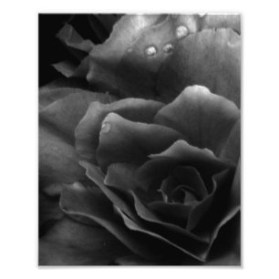 Foto Primer plano en blanco y negro de una begonia dobl