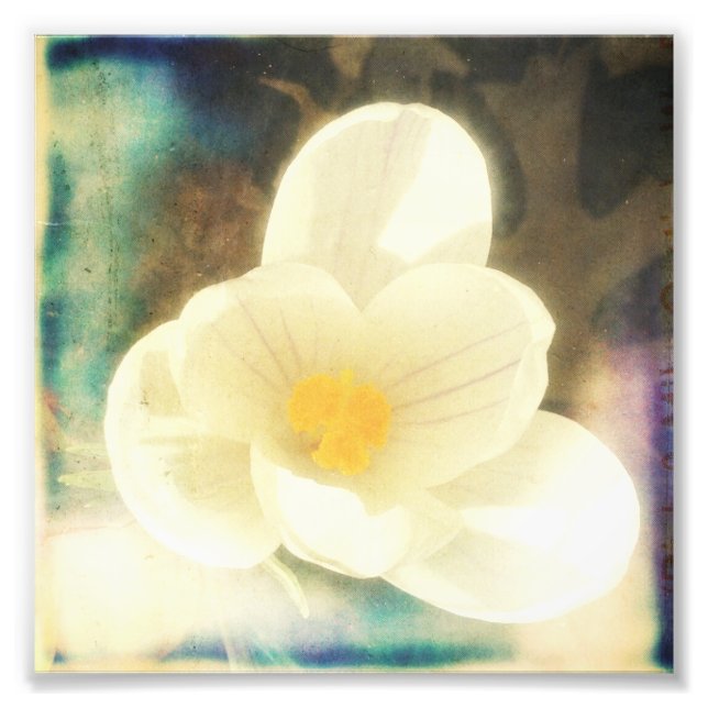 Foto Primera flor de primavera (Frente)