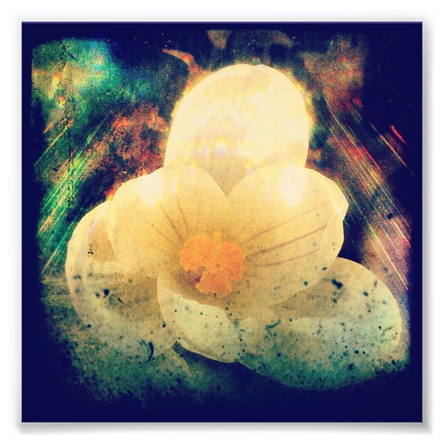 Foto Primera flor de primavera (Frente)