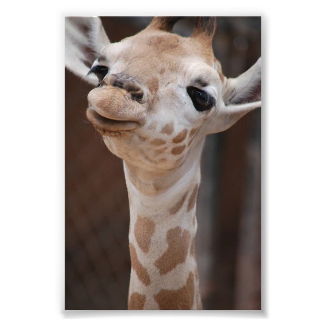 Foto Princesa 4X6 Imprimir #1 (Frente)