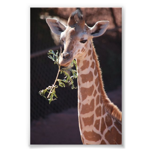 Foto Princesa 4X6 Imprimir #2 (Frente)