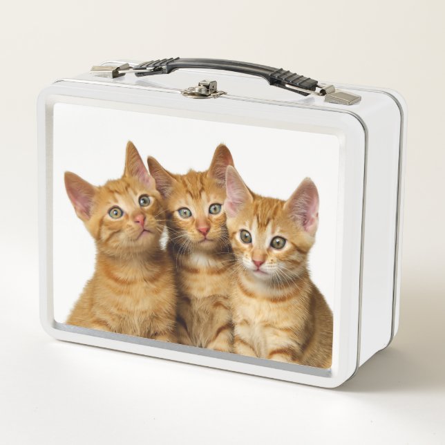 Foto principal de tres del jengibre del gato (Anverso)