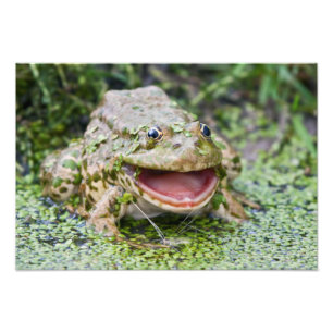 Foto Príncipe Rana Estampado