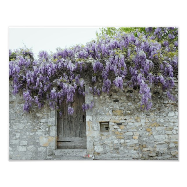 Foto PRINT - Wisteria Viviers Francia (Frente)
