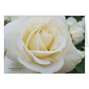Foto prístina del rosa blanco