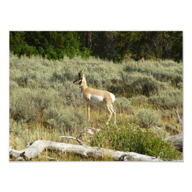 Foto Pronghorn en el Parque Nacional de Grand Teton (Frente)