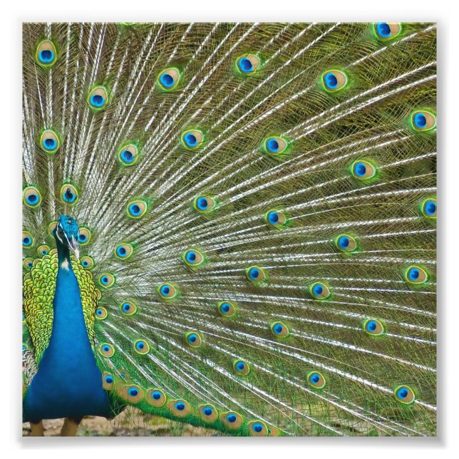 Foto Proud Peacock Feathers (Frente)