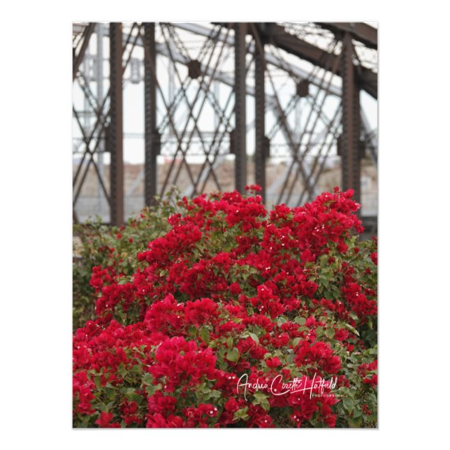 Foto Puente de Bougainvillea & Ocean to Ocean (Frente)